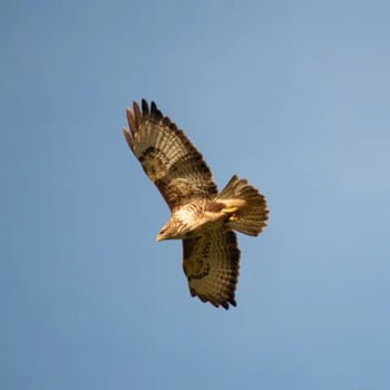 Buzzard-1