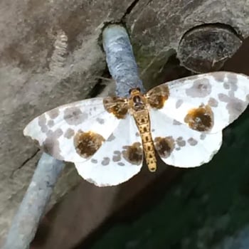 Clouded Magpie