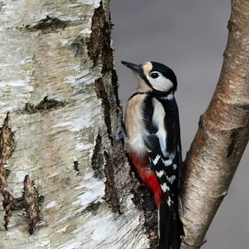 Greater-Spotted-Woodpecker-1