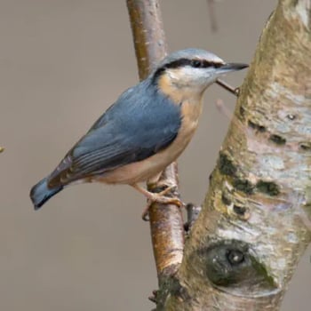 Nuthatch-1