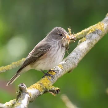 Spotted-Flycatcher-1