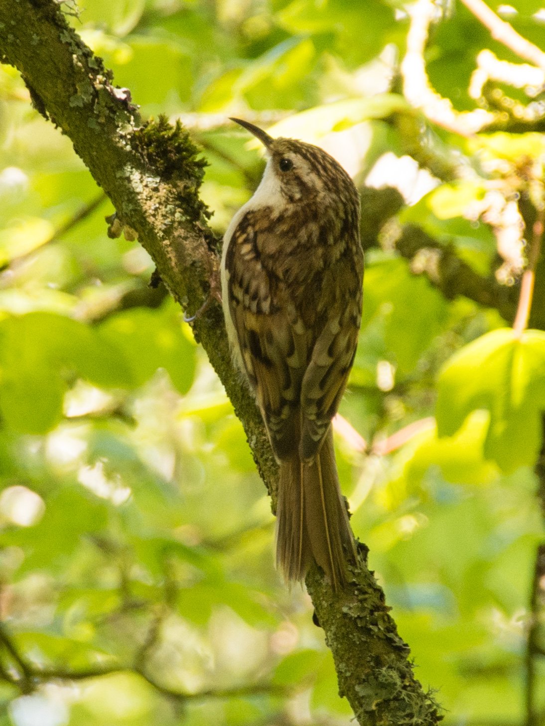 Tree-creeper