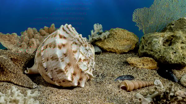 cassis-cornuta-shell-on-the-sand-underwater-2024-02-21-20-47-07-utc