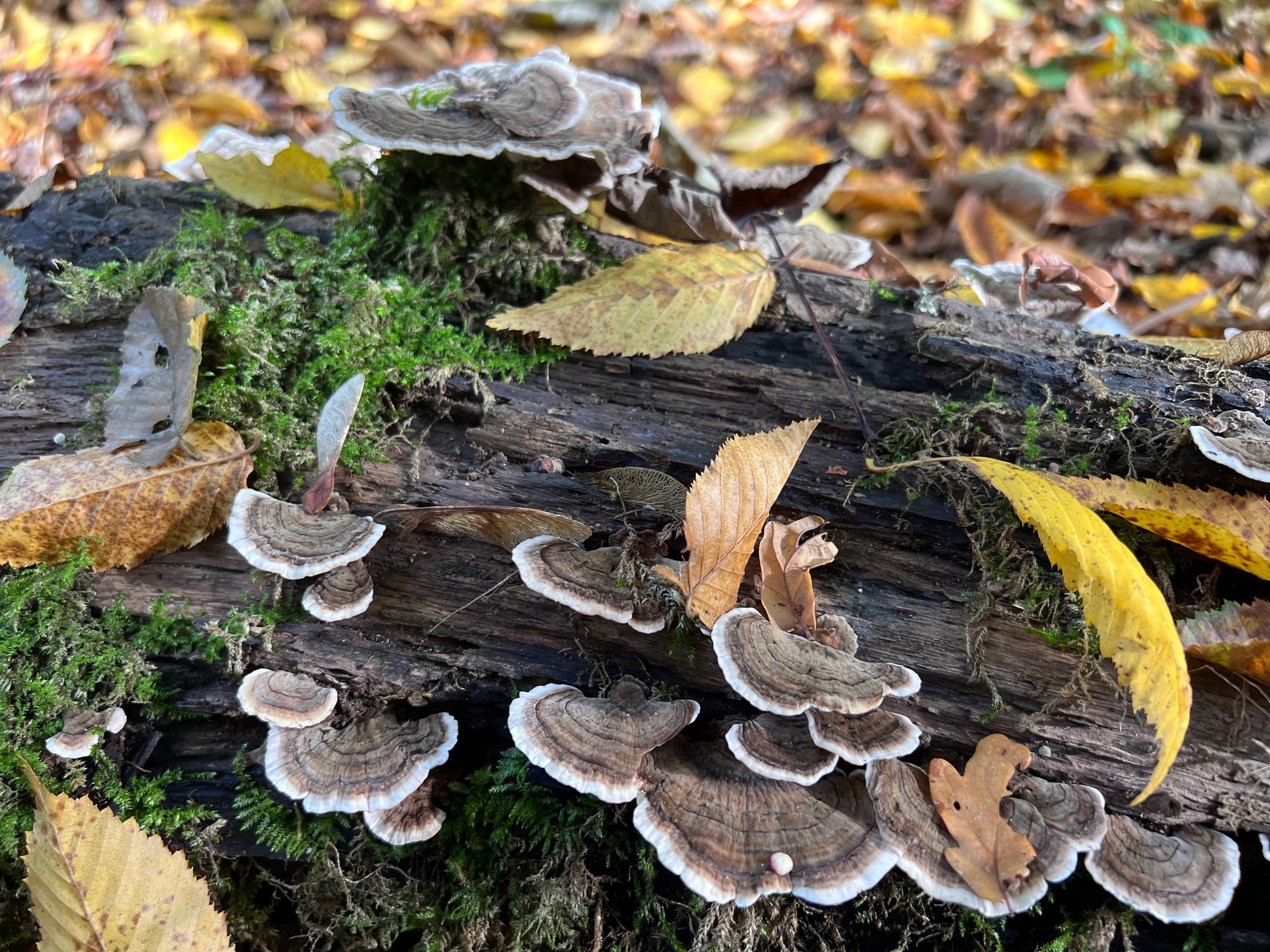 closeup-shot-of-trametes-versicolor-multi-colored-2023-11-27-05-33-57-utc