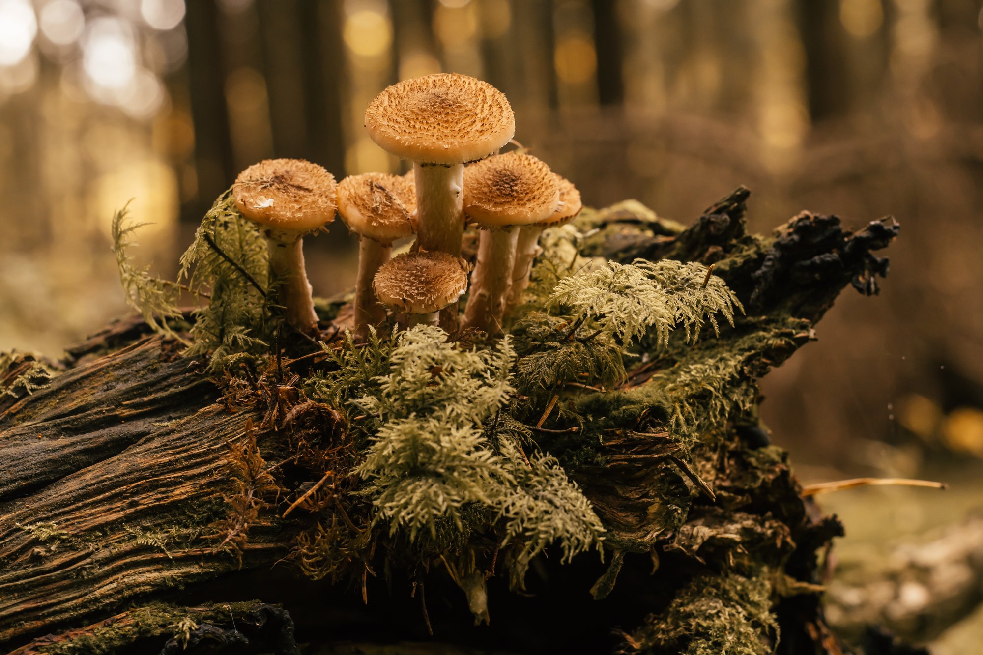 family-of-honey-mushrooms-growing-on-large-rotten-2023-11-27-05-02-01-utc