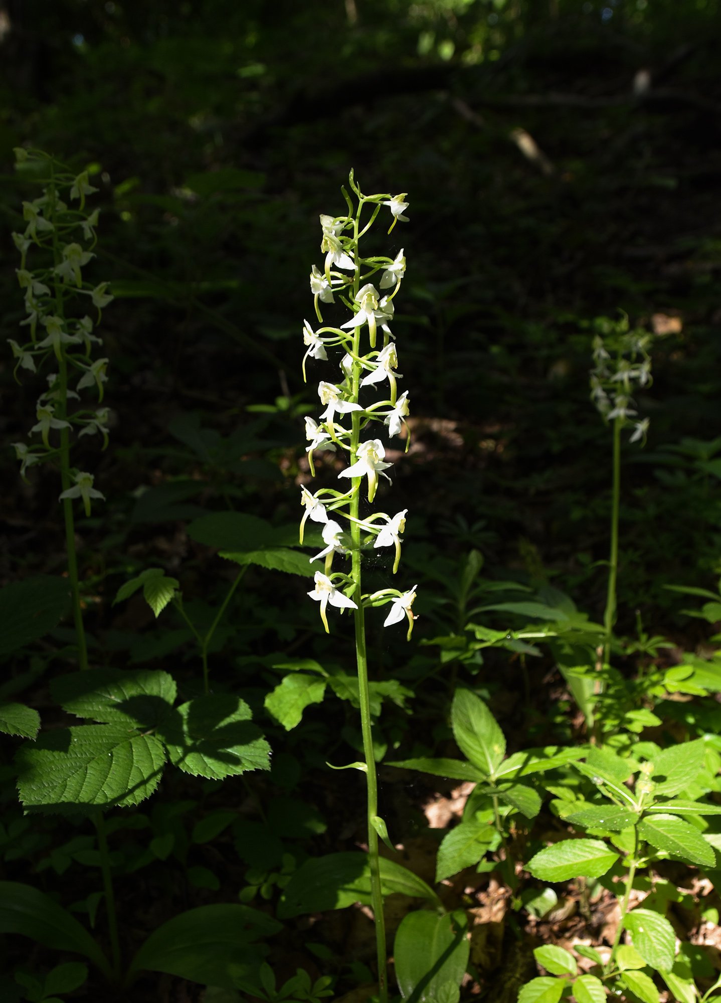 greater-butterfly-orchid