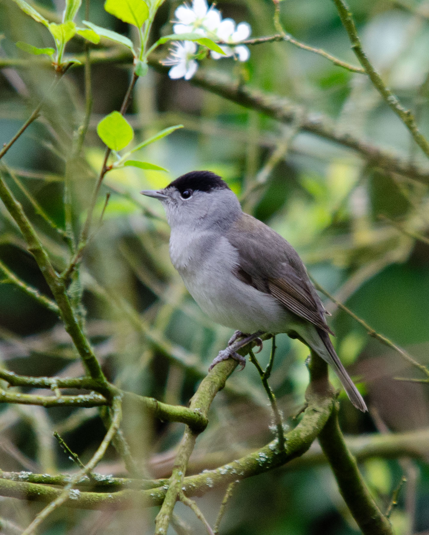 Blackcap-1