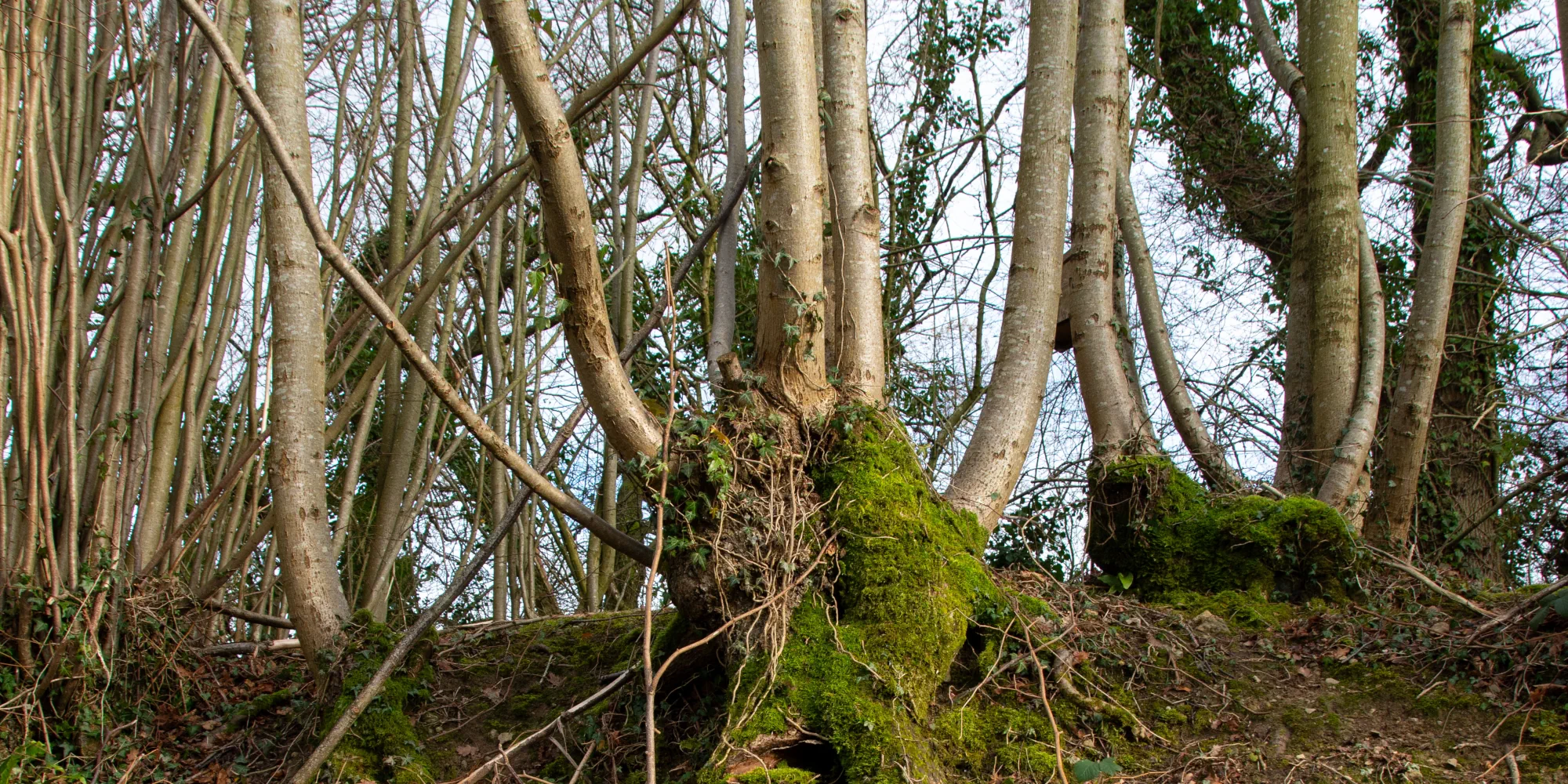 Coppiced-small-leafed-lime-2