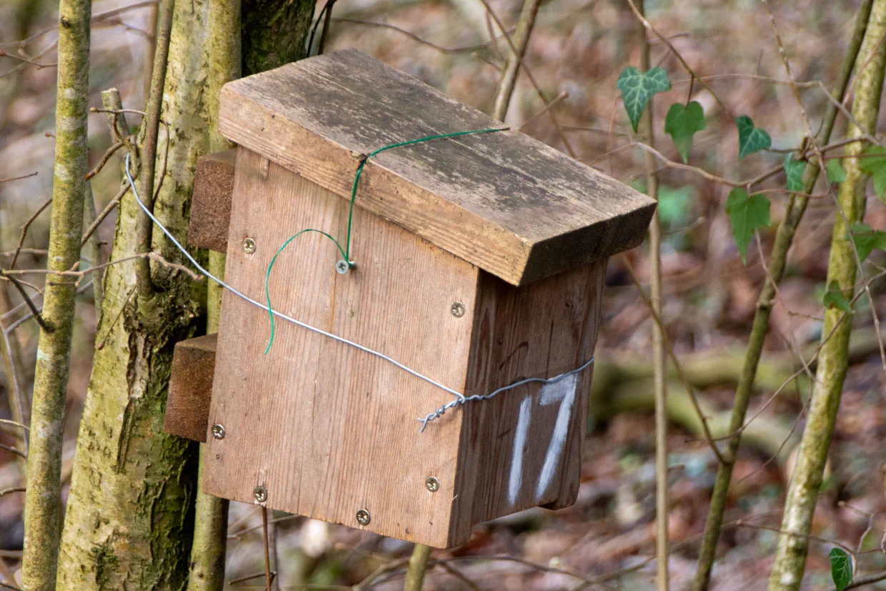 Dormouse-Box-2