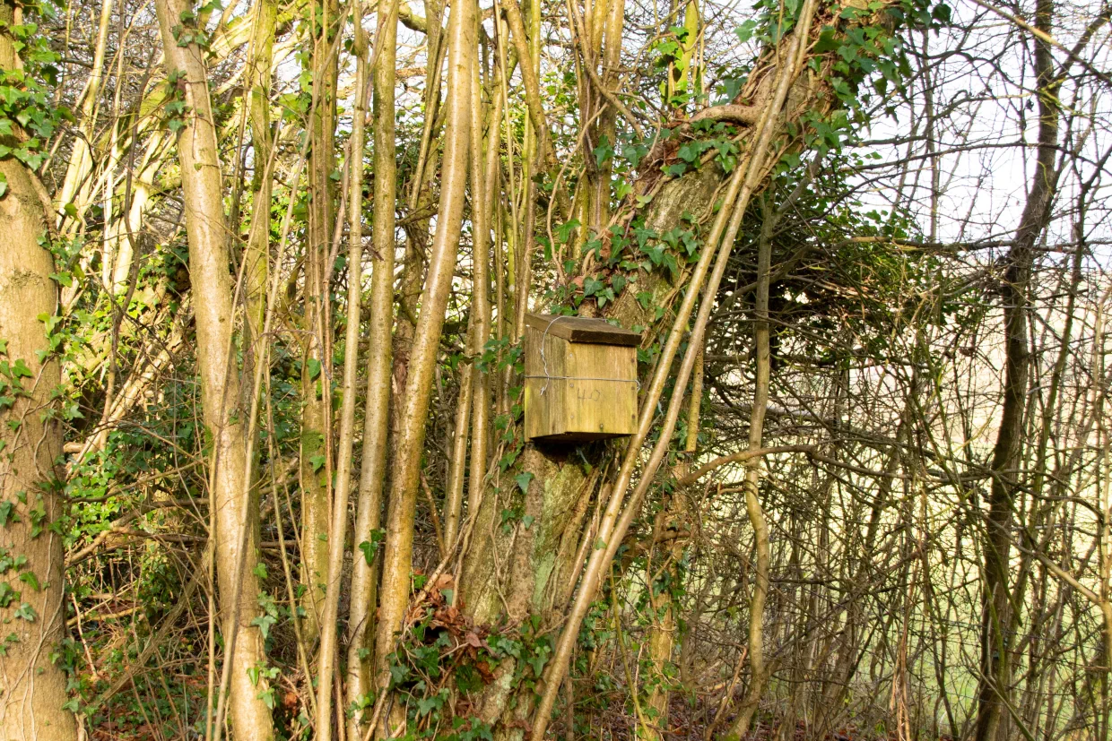 Dormouse-box-1