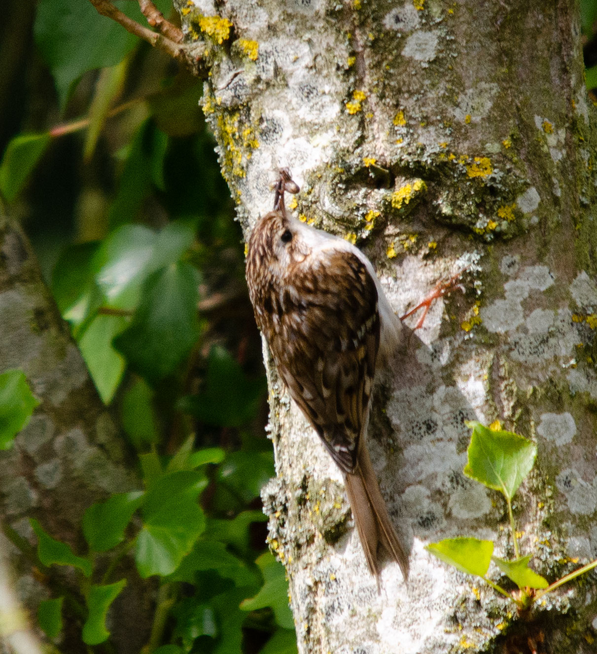 Tree-creeper-1-1