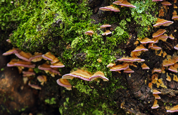 bracket-mushrooms-and-moss-on-the-side-of-a-tree-t-2023-11-27-05-10-22-utc-1