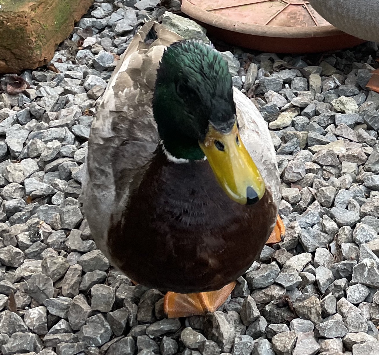 mallard-duck-male